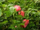 DSCN8765