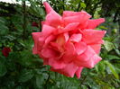 DSCN8766