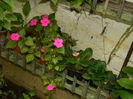 DSCN8777