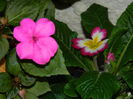 DSCN8778