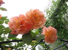 Westerland 49