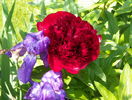 Red Charm