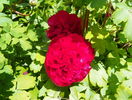 Rubra Plena