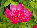 Anemoniflora