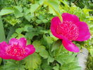 Anemoniflora