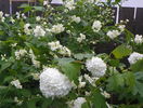 viburnum opulus roseum