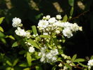 spiraea cantoniensis lanceata