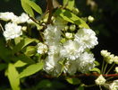 spiraea cantoniensis lanceata