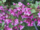 weigela Pink Princess