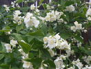 philadelphus coronarius