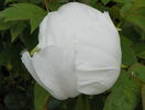 White anthesis