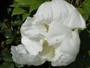 White anthesis