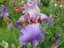 Heather Blush