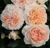 CREAM FLOWER CIRCUS