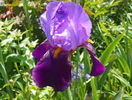 Baccante
