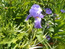 iris pallida variegata