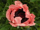 papaver or. Konigin Alexandra