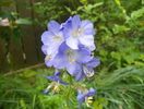 polemonium caeruleum