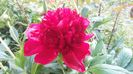 red charm