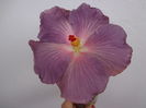 TAHITIAN MORNING BEAUTY