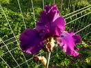 iris windsor rose 1