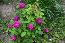 Rose de Resch