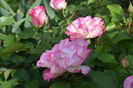 Bordure Rosee