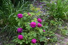 Rose de Resch
