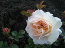 crocus