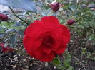 austriana