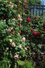 Eden Rose si L D Braithwaite