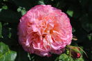 Augusta Luise