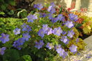 19 mai,geranium johnsons-blue