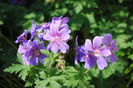 geranium magnificum