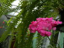 DSCN8807