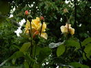 DSCN8808