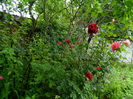 DSCN8832