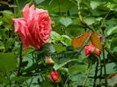 DSCN8834