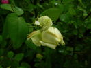 DSCN8836