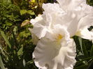 Iris Pure as the.....