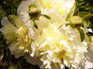 Paeonia Honey Gold