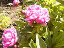 Paeonia Jadviga