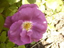 Rosa Rhapsody in blue