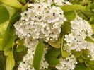 Pyracantha