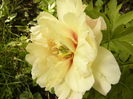 Paeonia Julia Rose-itoh-