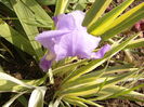 Iris Pallida variegata