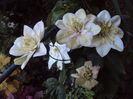 DSC00818