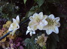 DSC00819