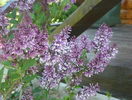 liliac Miss Kim