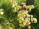 acer negundo Elegans